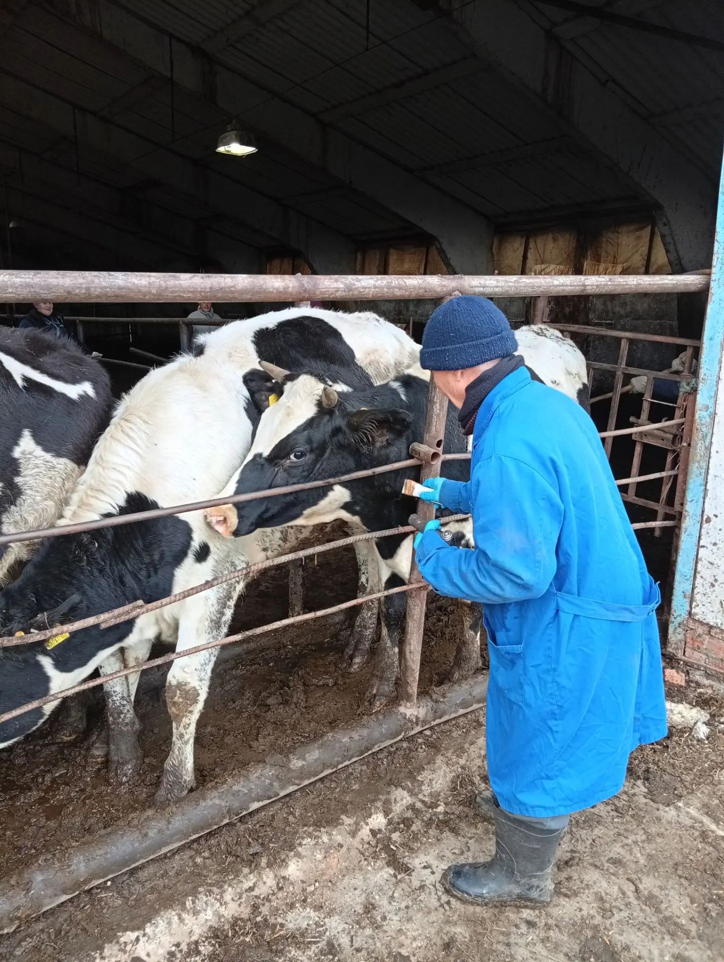«Вакцинация коров 🐄: почему это не просто «один укол 💉 в год»?»